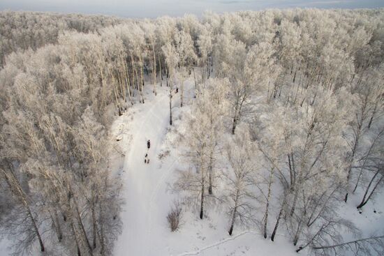 Dog sled race in Novosibirsk