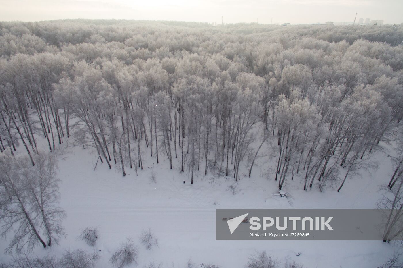 Dog sled race in Novosibirsk