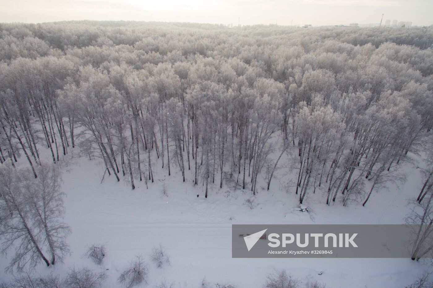 Dog sled race in Novosibirsk