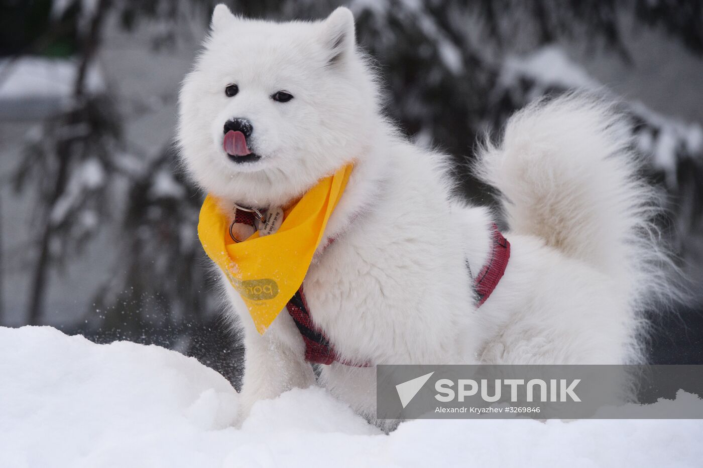 Dog sled race in Novosibirsk