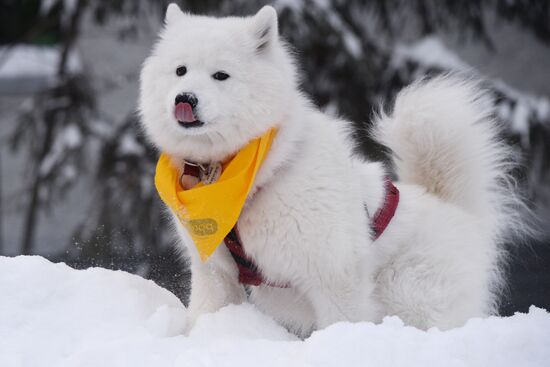 Dog sled race in Novosibirsk