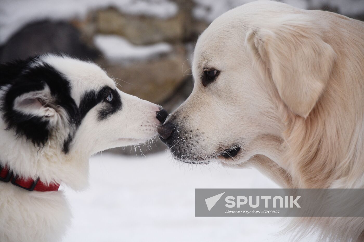 Dog sled race in Novosibirsk