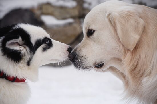 Dog sled race in Novosibirsk
