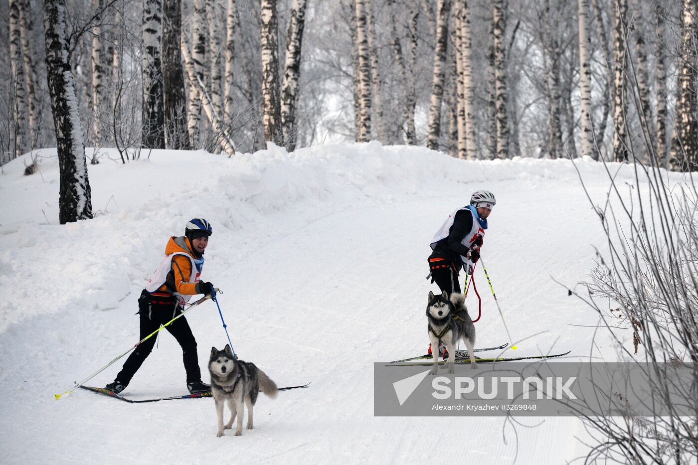 Dog sled race in Novosibirsk