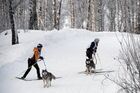 Dog sled race in Novosibirsk