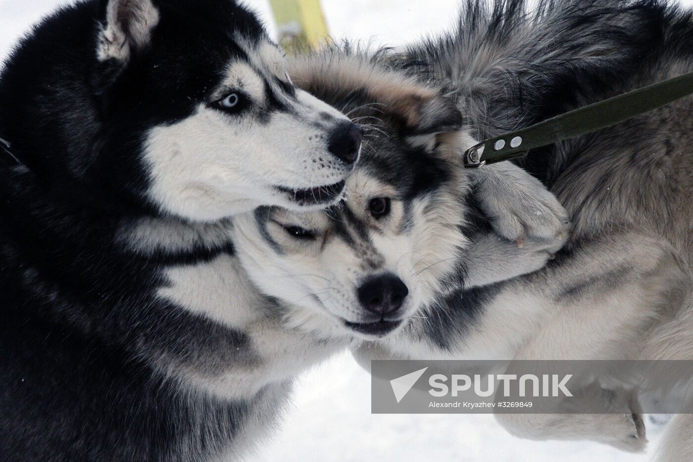 Dog sled race in Novosibirsk