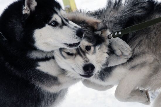 Dog sled race in Novosibirsk