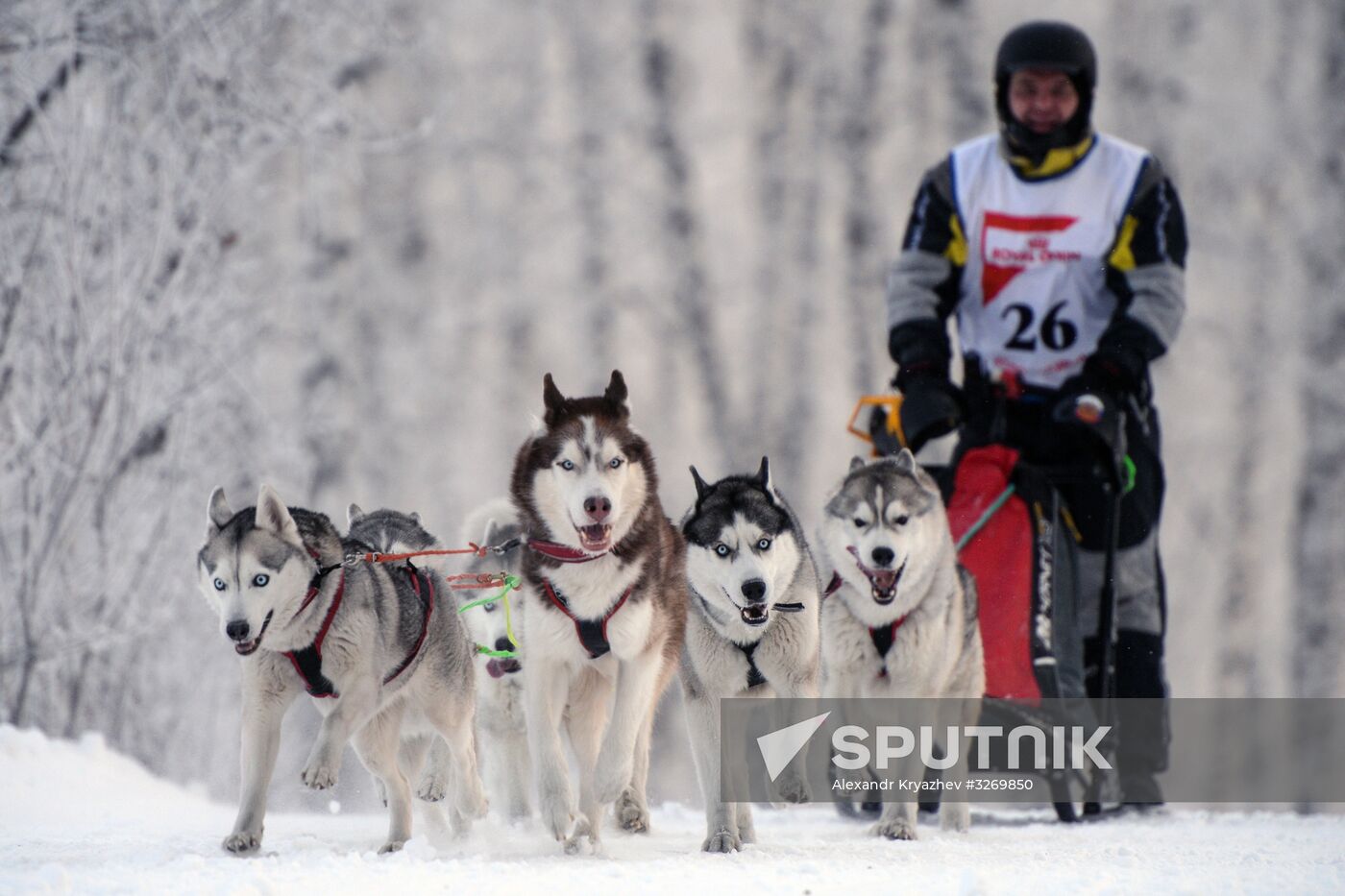 Dog sled race in Novosibirsk