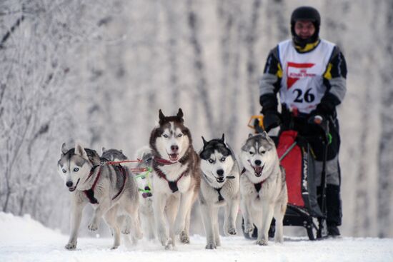 Dog sled race in Novosibirsk