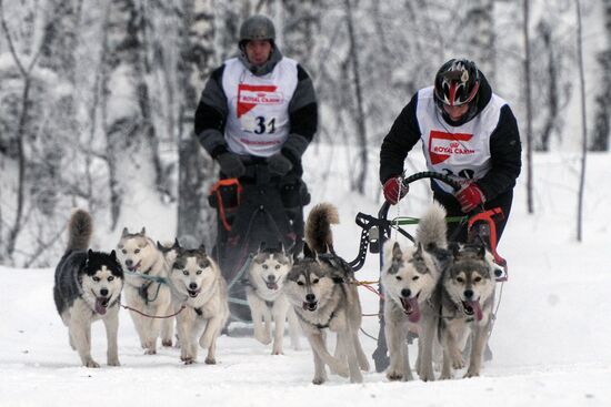 Dog sled race in Novosibirsk
