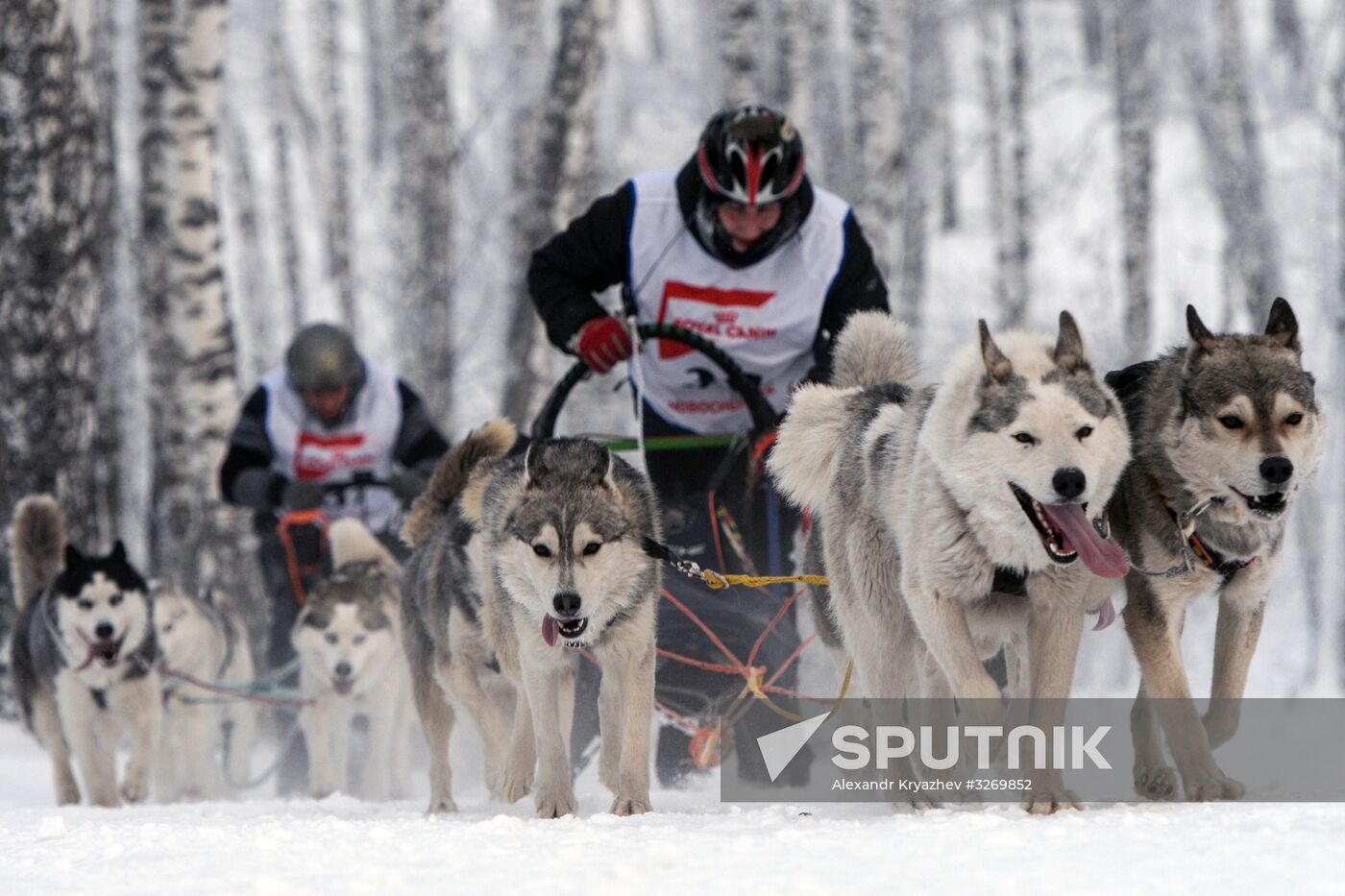 Dog sled race in Novosibirsk