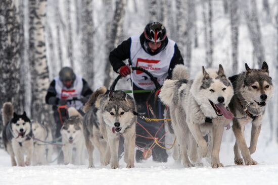 Dog sled race in Novosibirsk