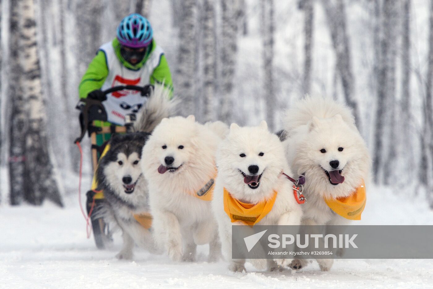 Dog sled race in Novosibirsk