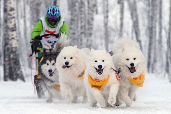 Dog sled race in Novosibirsk