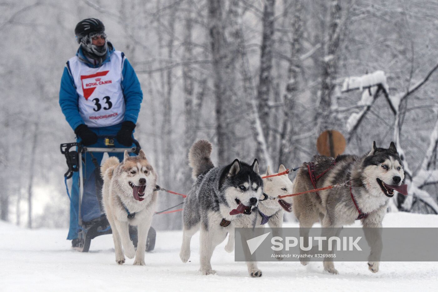 Dog sled race in Novosibirsk
