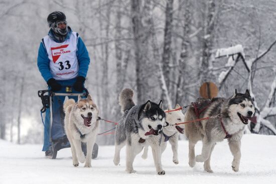 Dog sled race in Novosibirsk