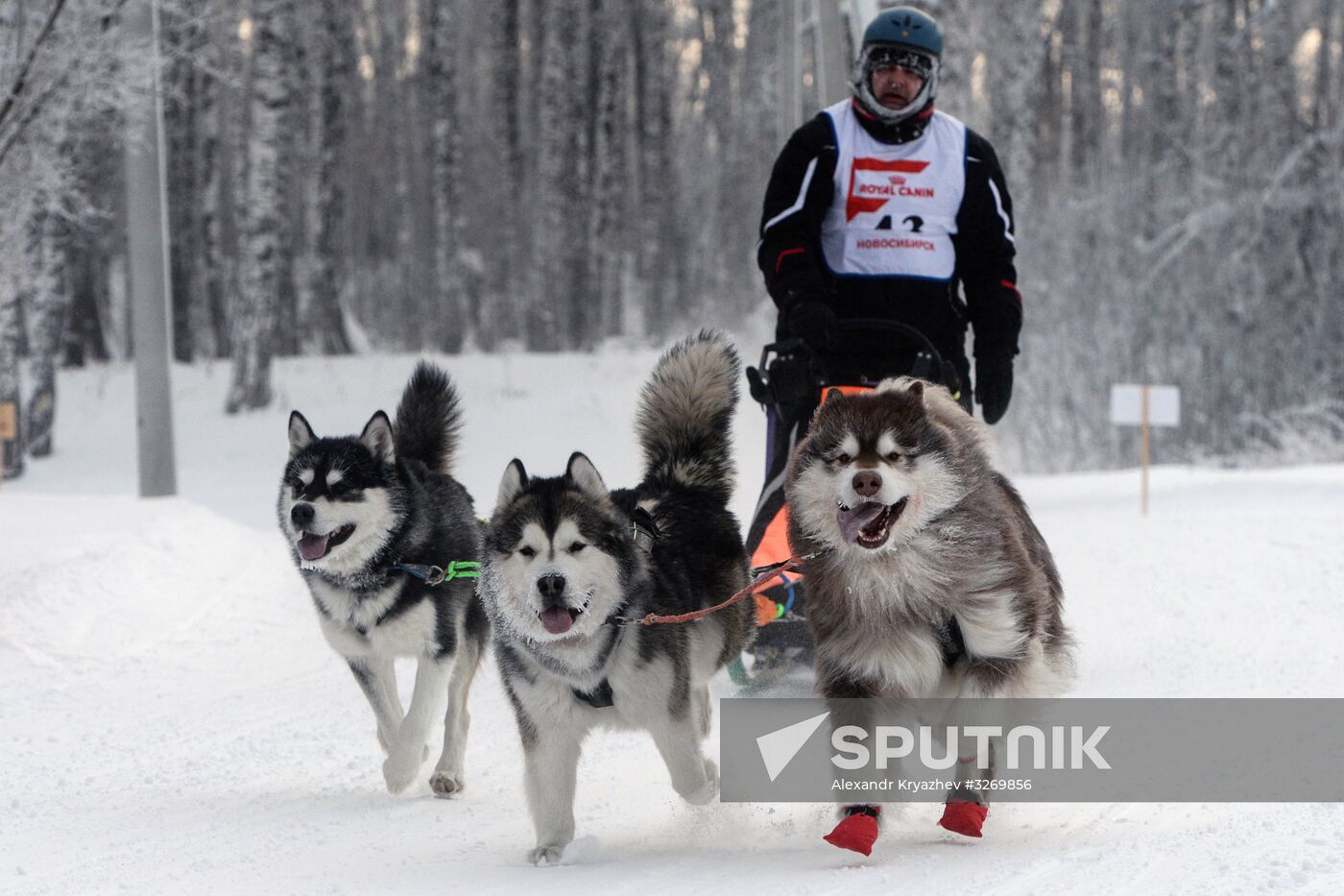 Dog sled race in Novosibirsk