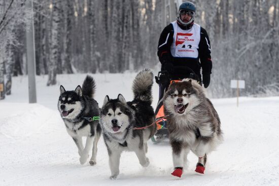 Dog sled race in Novosibirsk