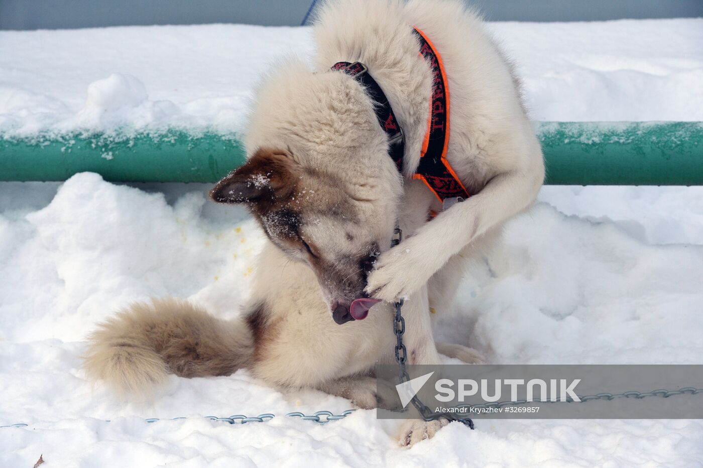 Dog sled race in Novosibirsk