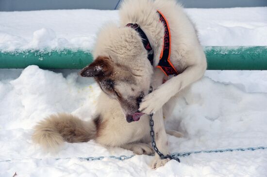Dog sled race in Novosibirsk