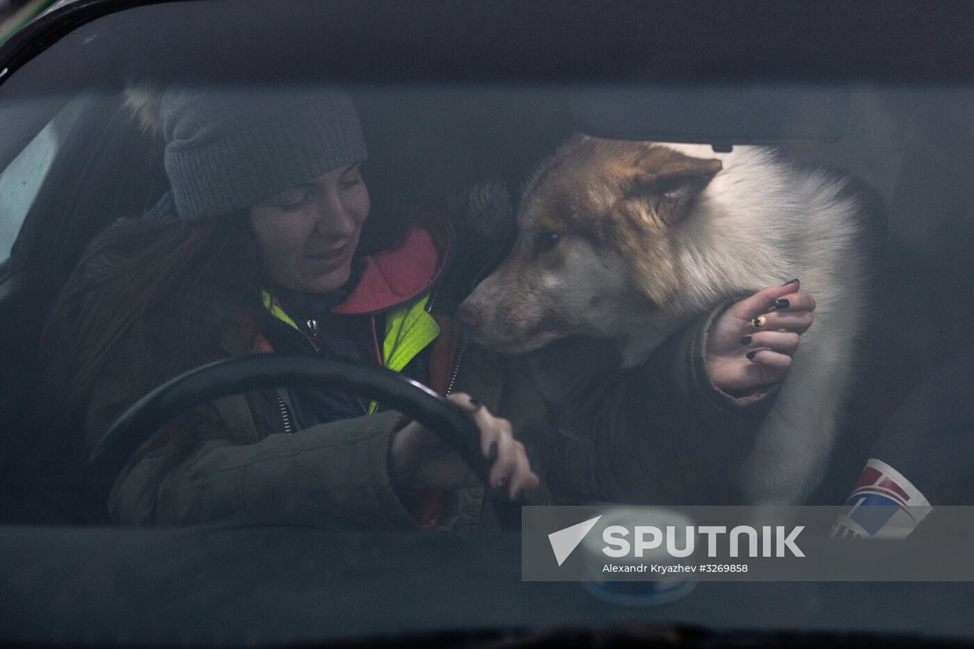 Dog sled race in Novosibirsk