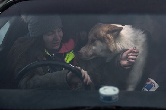 Dog sled race in Novosibirsk