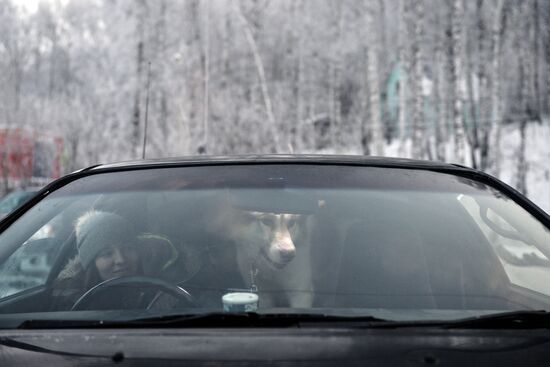 Dog sled race in Novosibirsk