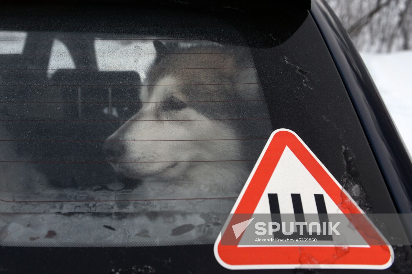 Dog sled race in Novosibirsk