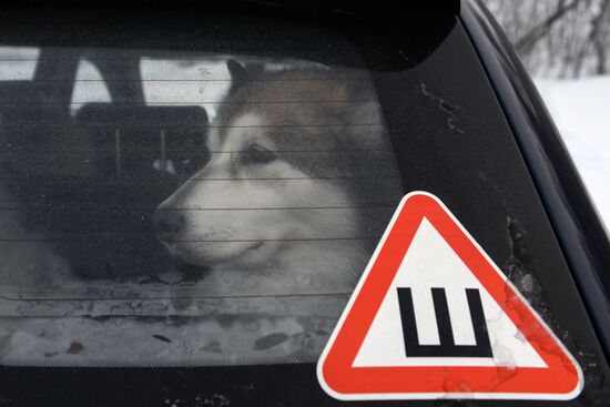 Dog sled race in Novosibirsk