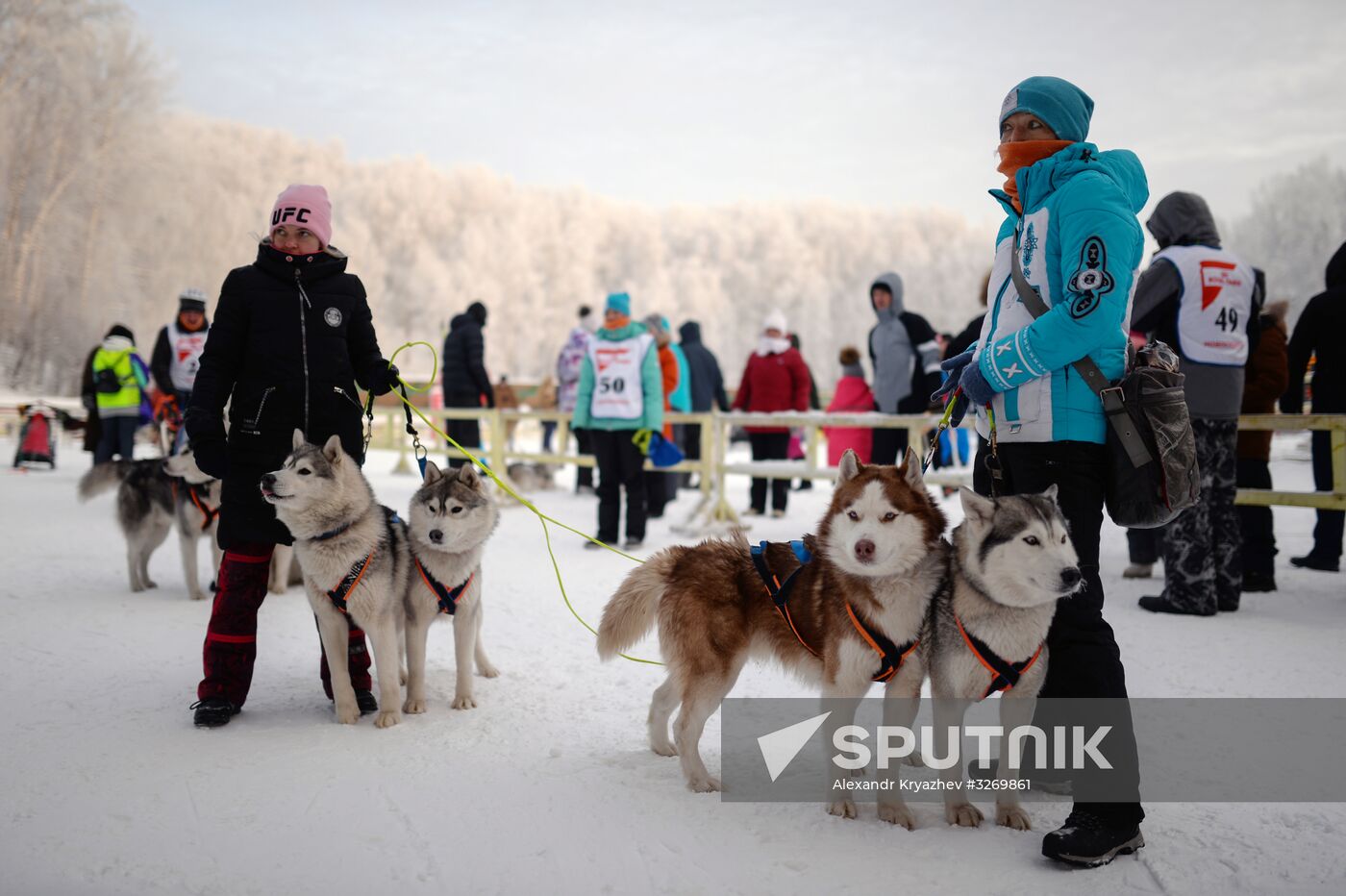 Dog sled race in Novosibirsk
