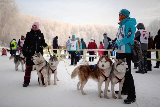 Dog sled race in Novosibirsk