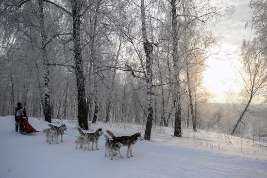 Dog sled race in Novosibirsk
