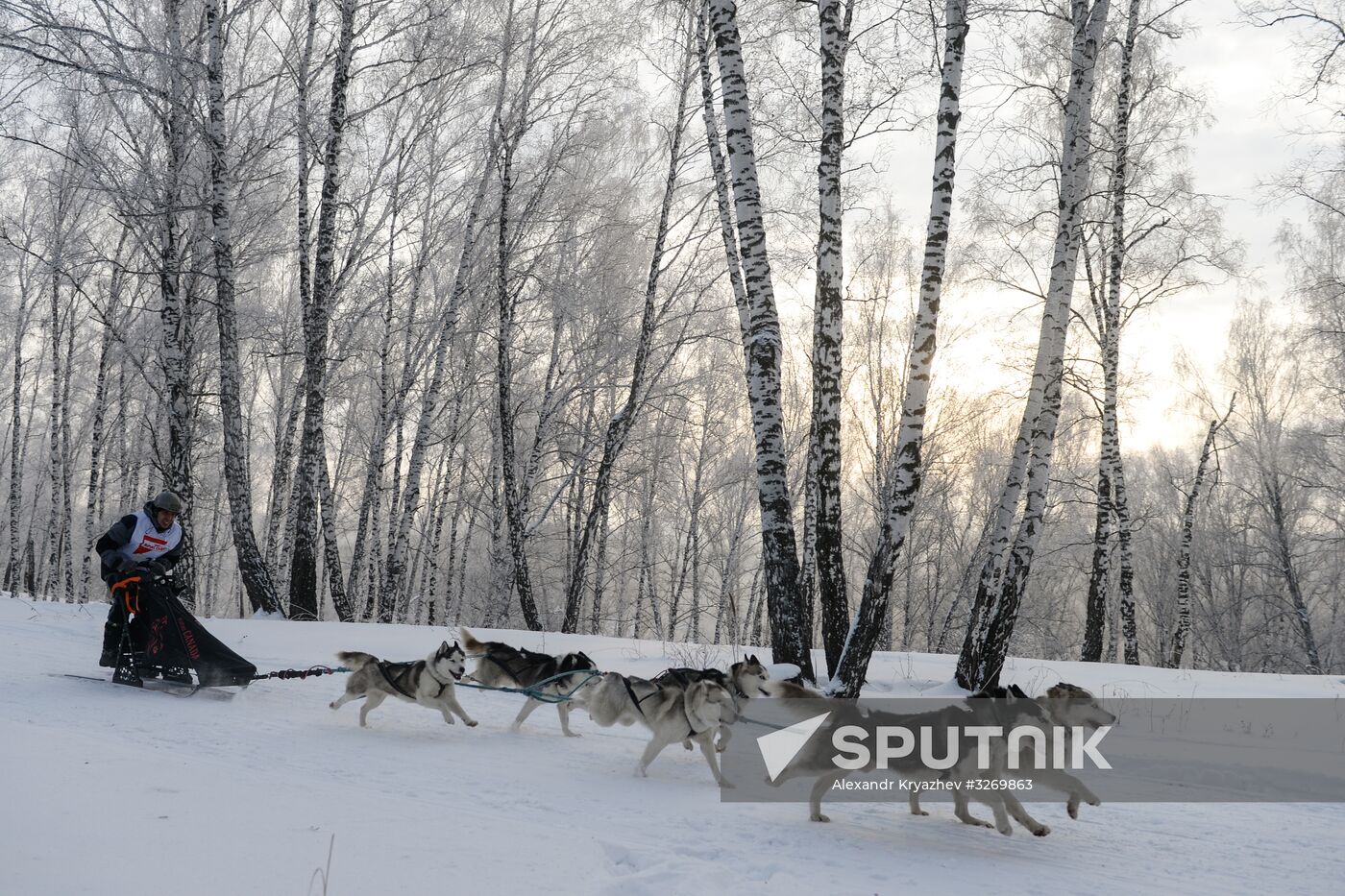Dog sled race in Novosibirsk