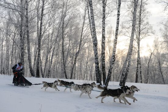 Dog sled race in Novosibirsk