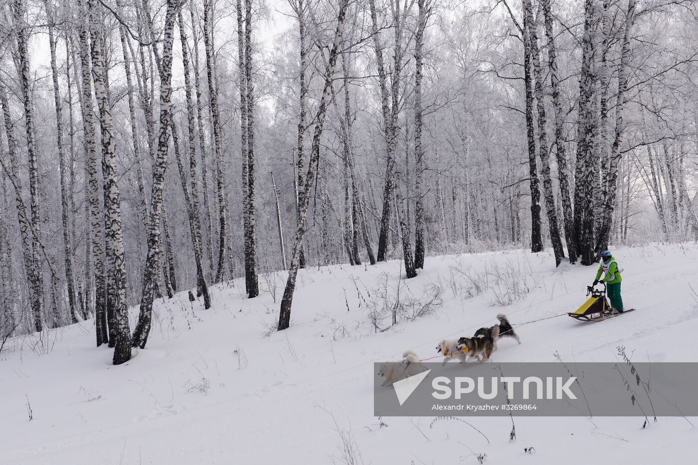 Dog sled race in Novosibirsk