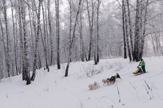 Dog sled race in Novosibirsk