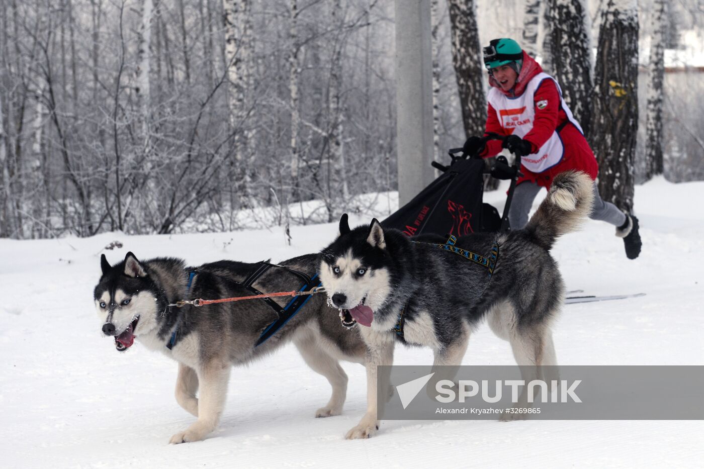 Dog sled race in Novosibirsk