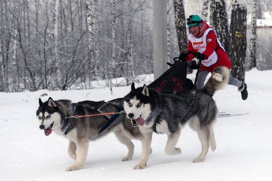 Dog sled race in Novosibirsk