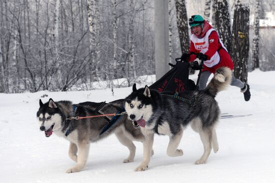 Dog sled race in Novosibirsk