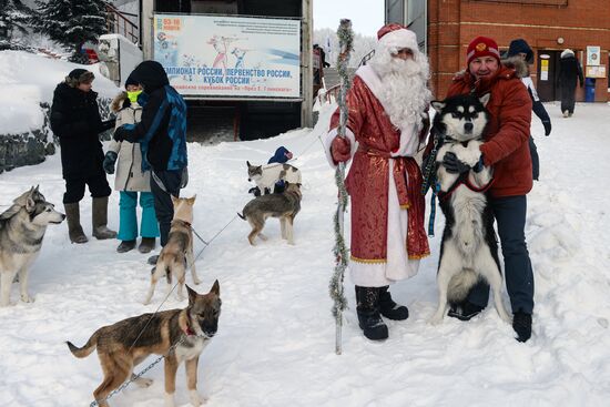 Dog sled race in Novosibirsk