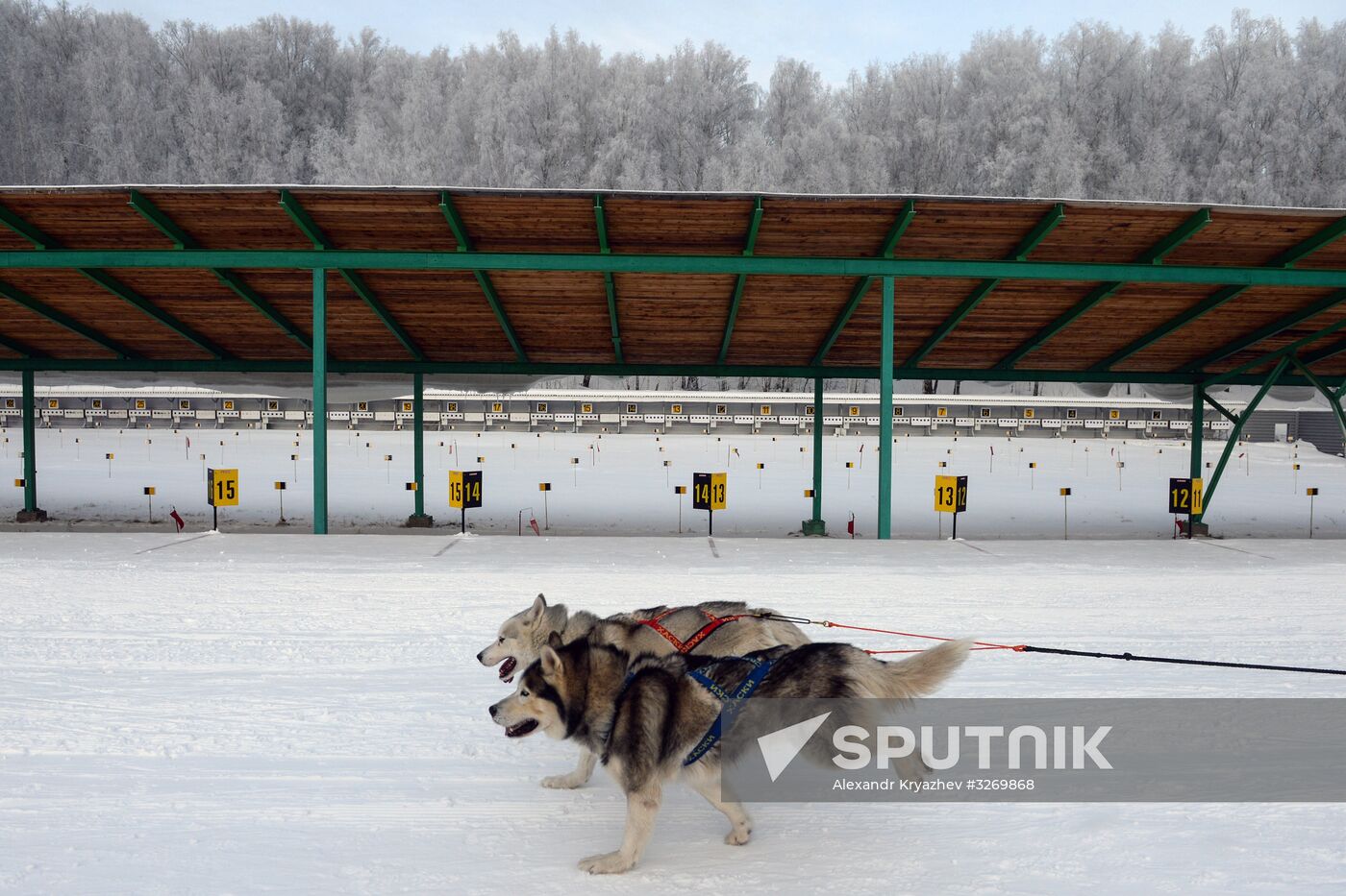Dog sled race in Novosibirsk