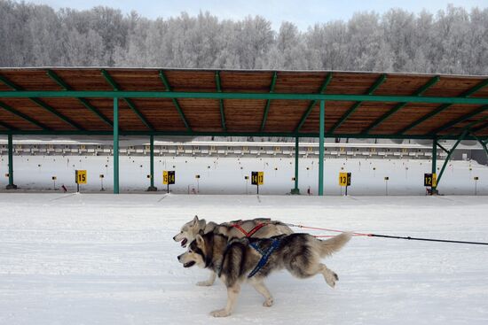 Dog sled race in Novosibirsk