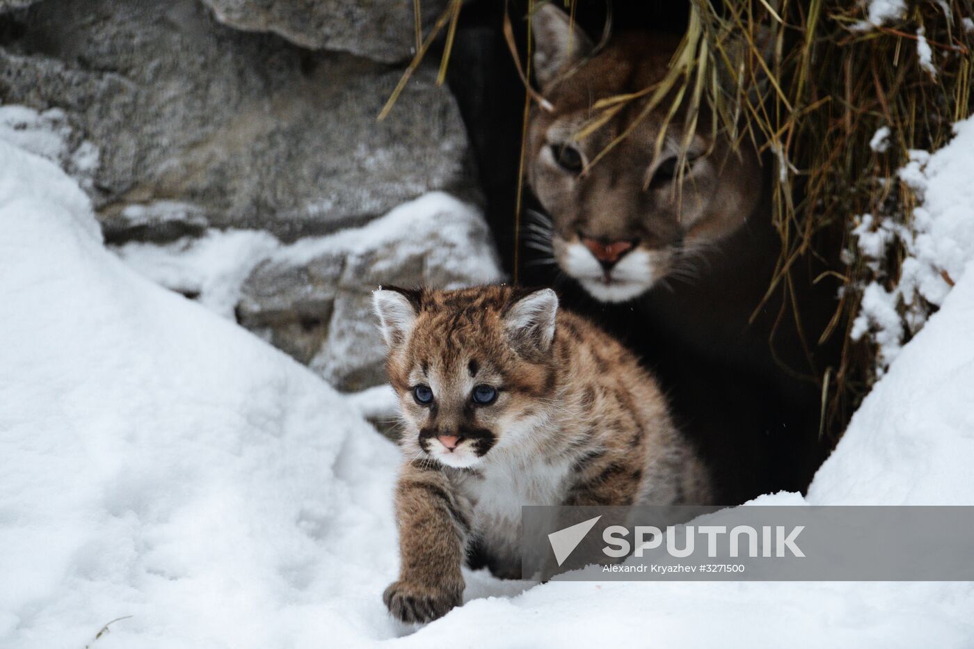 Baby pumas born at Novosibirsk Zoo