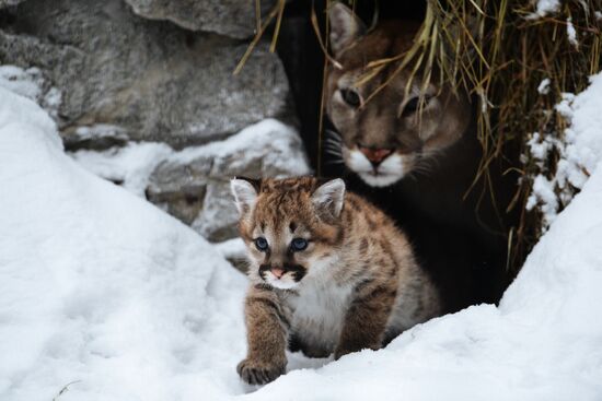 Baby pumas born at Novosibirsk Zoo