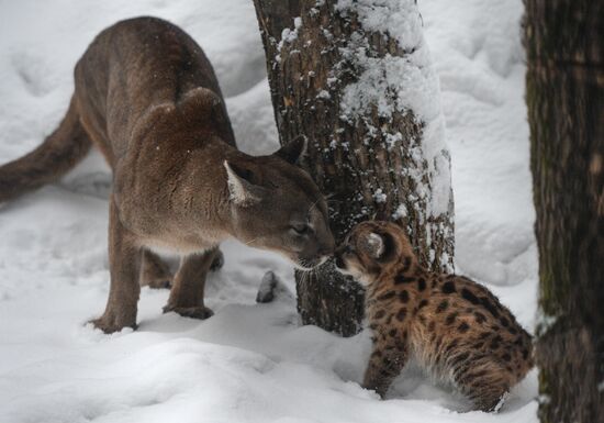 Baby pumas born at Novosibirsk Zoo