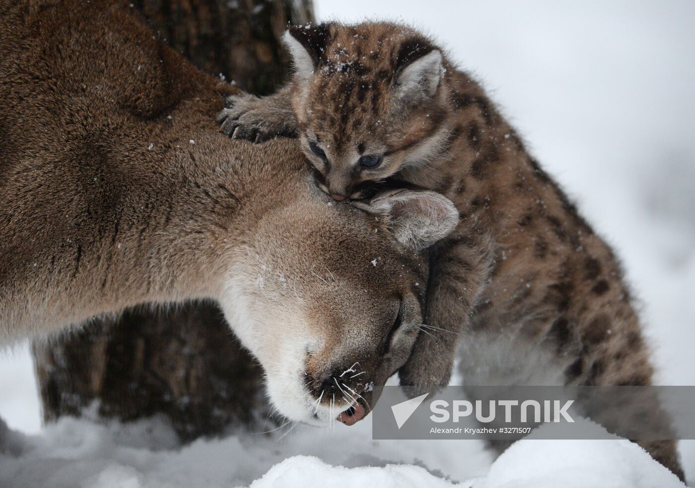 Baby pumas born at Novosibirsk Zoo