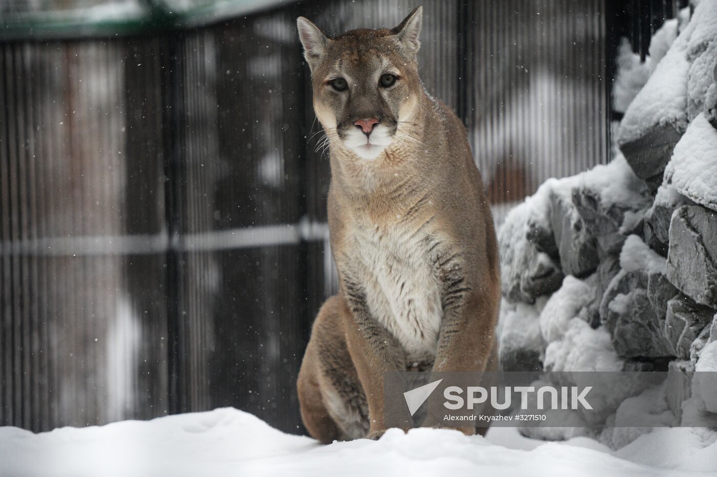 Baby pumas born at Novosibirsk Zoo