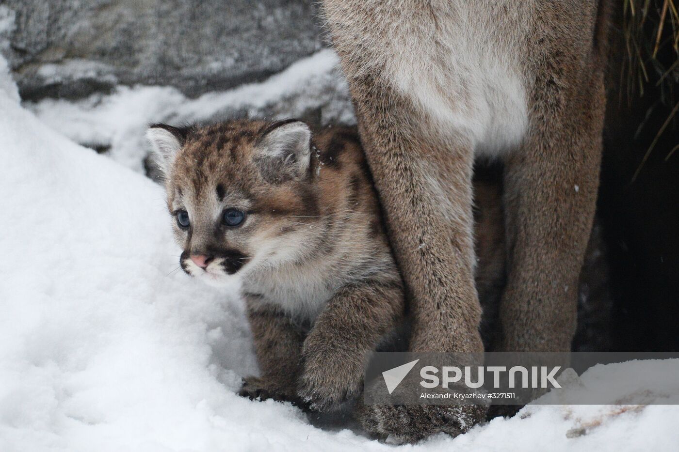 Baby pumas born at Novosibirsk Zoo