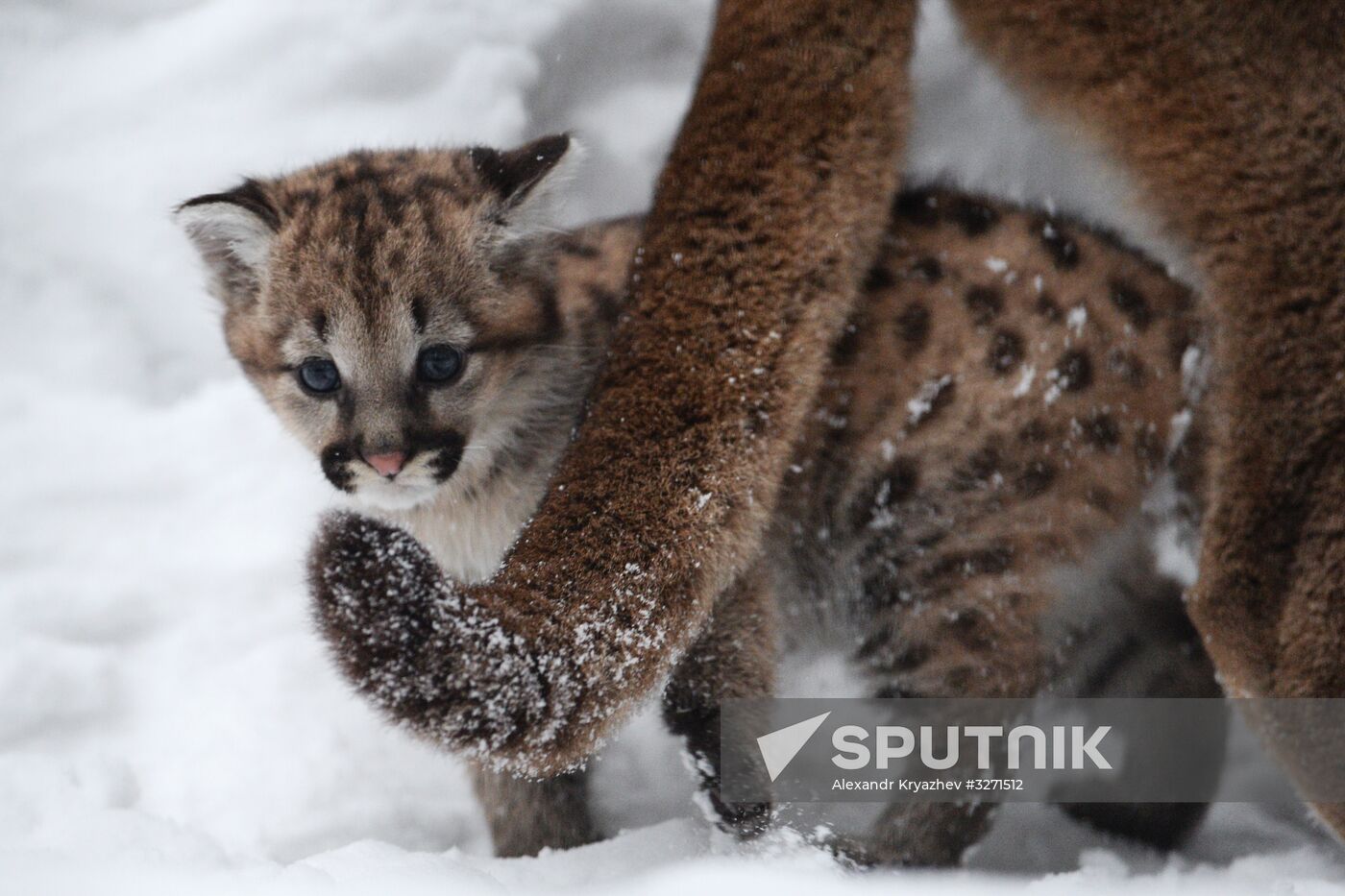 Baby pumas born at Novosibirsk Zoo