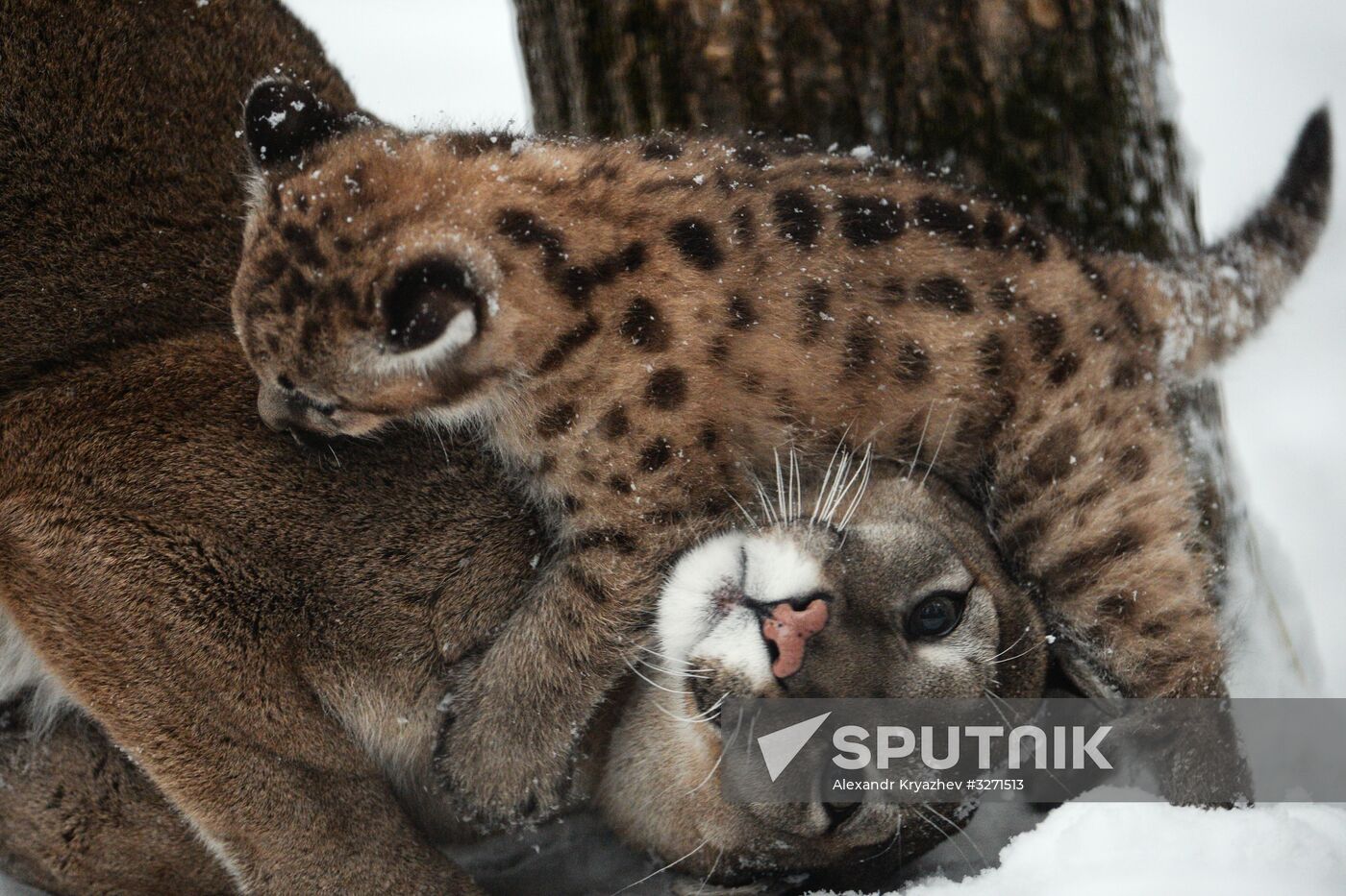 Baby pumas born at Novosibirsk Zoo